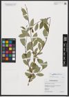 Foto von Salix starkeana Willd.